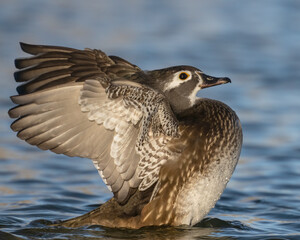 Female Wood Duck wing flap