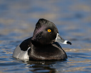 Ring-Necked Duck
