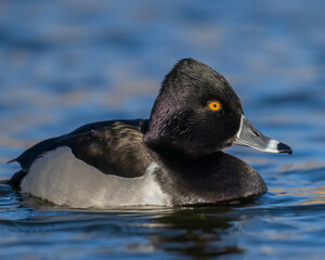 Ring-Necked Duck