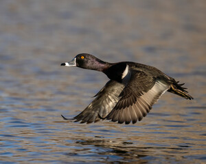 Ring-Necked Duck