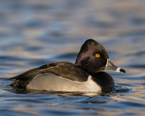 Ring-Necked Duck