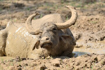 Water Buffalo Are Bathing Lake Sri Lanka