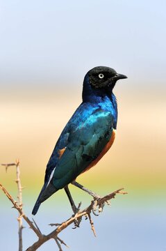 Colourful Bird Superb Starling Sits Branch