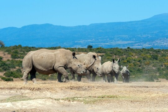 African White Rhino National Park Kenya
