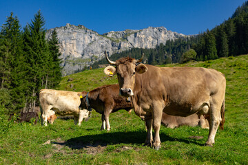 Cow with horns, cattle horned. Brown cow in front of mountain landscape. Cattle on a mountain...