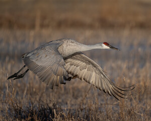 Sandhill Crane during winter in central New Mexico