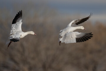 Snow Goose in flight