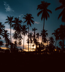 Fototapeta na wymiar Silhouette of Palm Trees at Sunset near Balikpapan city, Indonesia.