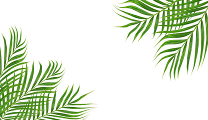 Green Palm leaves in a watercolor illustration