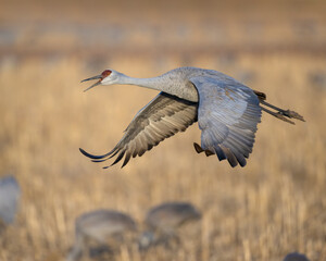 Sandhill Crane during winter in central New Mexico