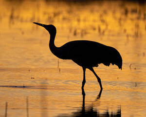 Sandhill Crane silhouette against a New Mexico sunset
