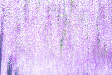 藤の花のライトアップ