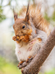 The squirrel with nut sits on a branches in the spring or summer.