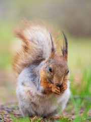 Squirrel eats a nut while sitting in green grass. Eurasian red squirrel, Sciurus vulgaris