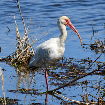 Ibis at Anahuac National Wildlife Refuge, Texas