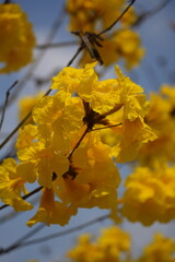 Obraz premium Tabebuia chrysantha, yellow flower blossom