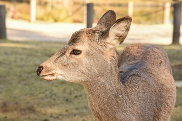 奈良公園に住む野生のシカ