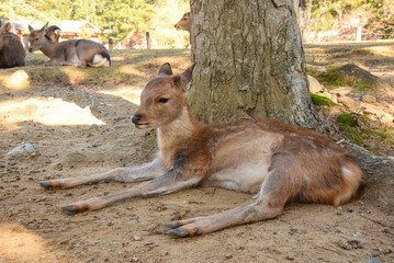 奈良公園に住む野生のシカ