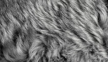 Fotobehang Black and white animal wool texture background, grey natural mink wool, close-up texture of plush dark fur © Uuganbayar