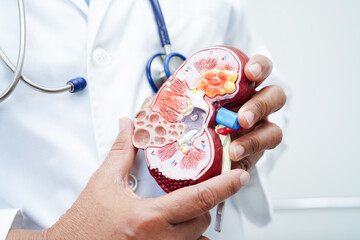 Chronic kidney disease, doctor with model for treatment urinary system, urology, Estimated...