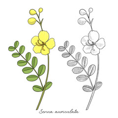 vector drawing avaram senna , Senna auriculata, hand drawn illustration of medicinal plant