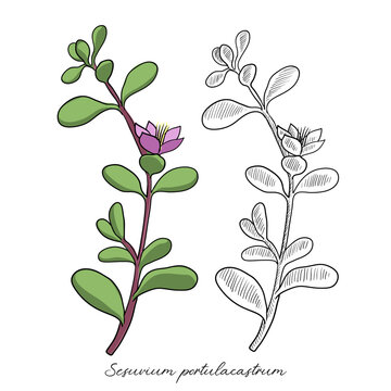 vector drawing shoreline purslane, Sesuvium portulacastrum , hand drawn illustration of medicinal plant