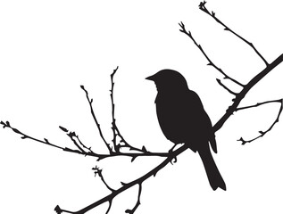 Black silhouette Sparrow bird on the branch white background