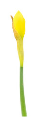 Welcome to spring, classic fresh cut yellow daffodil stem with bud isolated