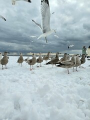 seagulls on the beach in the snow