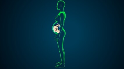 female pregnant born baby anatomy system