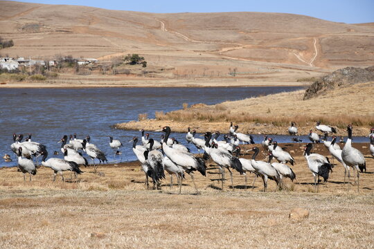 Black-necked Crane