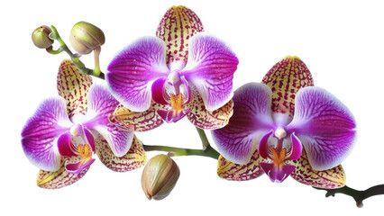 orchid flowers isolated on transparent background 