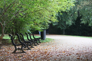 A row of weathered park benches, adorned with fallen leaves, rests peacefully on the forest floor.