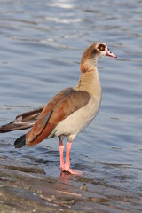 A sleek, feathered Egyptian Goose poised at the water's brink