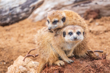 A group of cute meerkats. Meerkat Family are sunbathing.