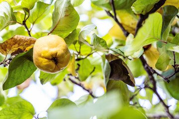 A ripe yellow apple is dangling from a twig on a tree with green and yellow leaves. The citrus fruit is attached to a flowering plant. Harvest season