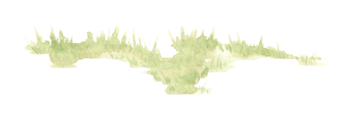 Watercolor illustration of green fluffy grass. Element of natural lawn with lush vegetation. Isolated on a white background. Background element for the design of gardens, landscapes, parks, forests