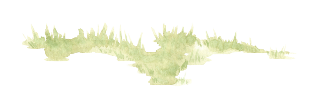 Watercolor illustration of green fluffy grass. Element of natural lawn with lush vegetation. Isolated on a white background. Background element for the design of gardens, landscapes, parks, forests