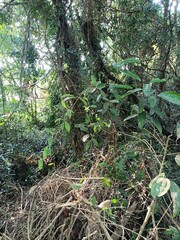 Fototapeta premium A forest is an ecosystem characterized by a dense community of trees. 