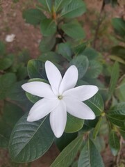 White beautiful flower