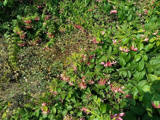 Combretum indicum, also commonly known as the Rangoon creeper or Burma creeper, is a vine with red...