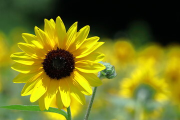 Fototapeta premium 太陽の花