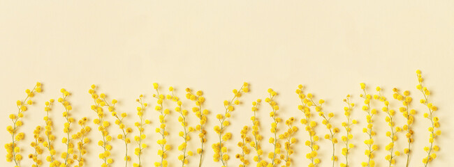 Yellow Mimosa Flowers on Soft Pastel Background, monochrome flowery banner with empty space. Fluffy...