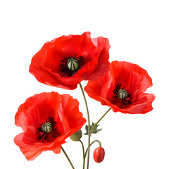 Obraz premium Red Poppy Flower Isolated on a White transparent Background