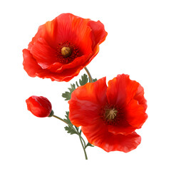 Red Poppy Flower Isolated on a White transparent Background