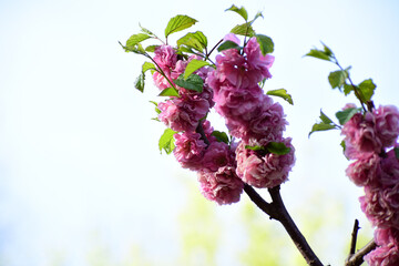 Flower in Yuan Dynasty City Wall Relics Park