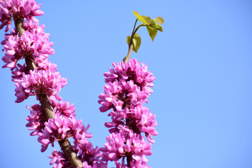 Flower in Yuan Dynasty City Wall Relics Park