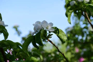 Flower in Yuan Dynasty City Wall Relics Park