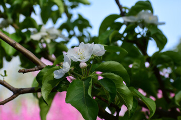 Flower in Yuan Dynasty City Wall Relics Park