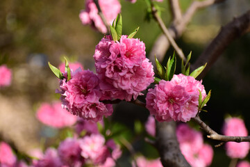 Flower in Yuan Dynasty City Wall Relics Park
